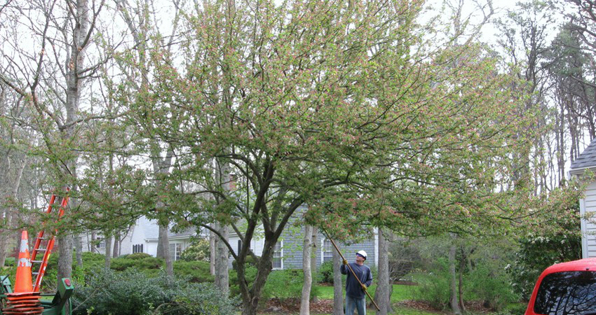 ornamental tree pruning