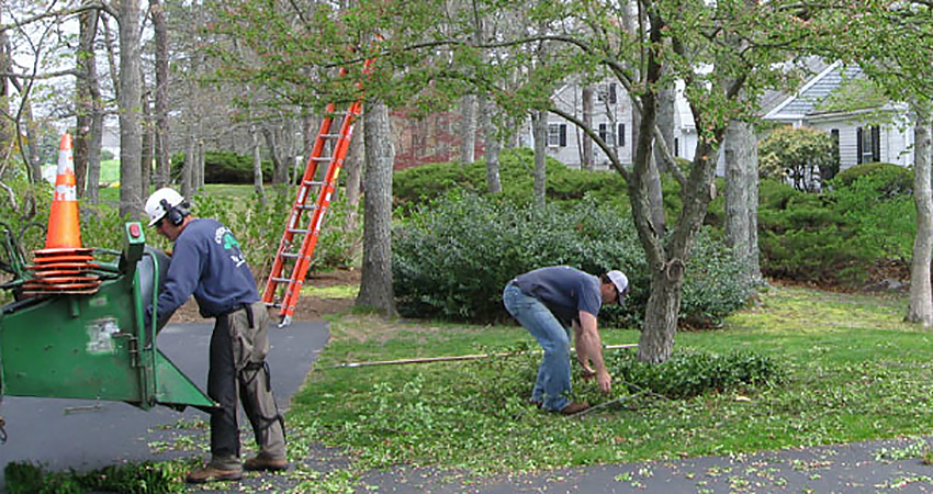 storm and tree damage cape cod