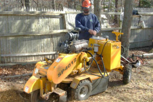 tree stump grinding service