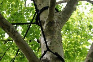 tree cabling and bracing